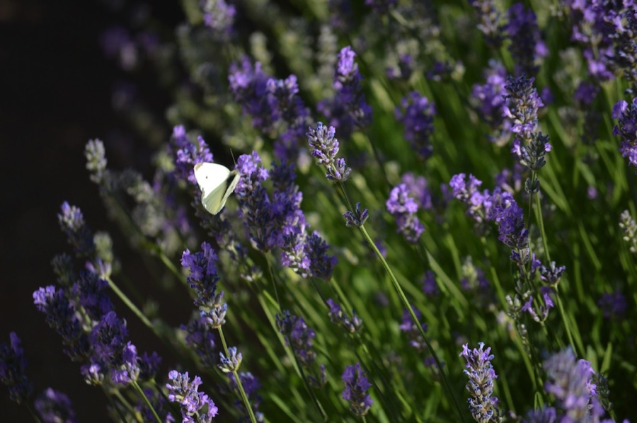 White butterfly on lavender